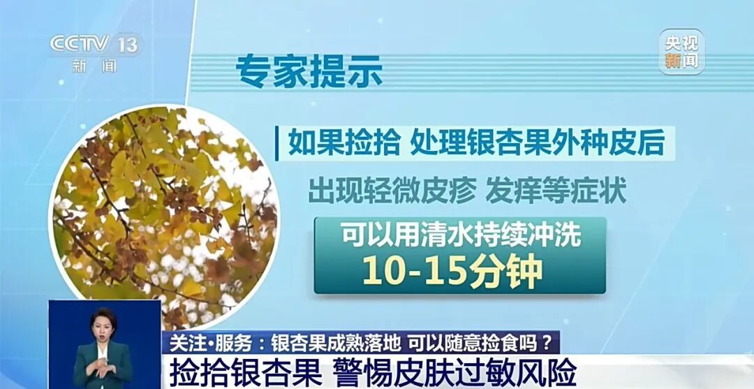 冲上热搜!《知否》里银杏果有毒不是瞎编的,加热了再吃也可能中毒,千万别超这个量→ 冲上热搜!《知否》里银杏果有毒不是瞎编的,加热了再吃也可能中毒,千万别超这个量→