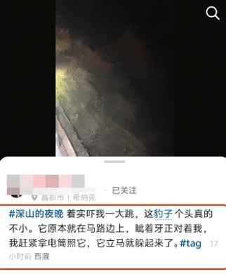 女子夜驾西藏撞见野生金钱豹 :距离不足百米,目测体重约两百斤 女子夜驾西藏撞见野生金钱豹 :距离不足百米,目测体重约两百斤