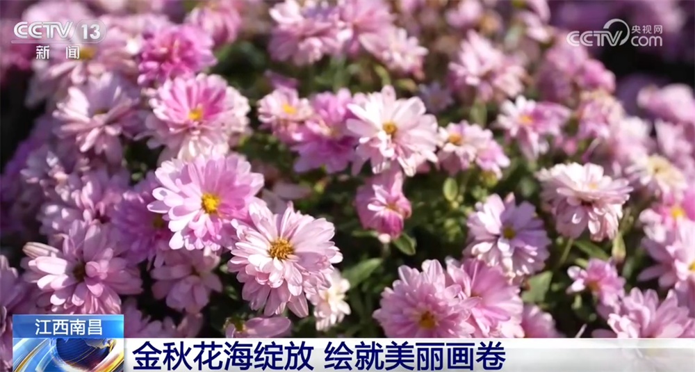 金秋十月秋色如画勾勒出秋日盛景图 “生态美”带动“产业兴”实现“百姓富” 金秋十月秋色如画勾勒出秋日盛景图 “生态美”带动“产业兴”实现“百姓富”