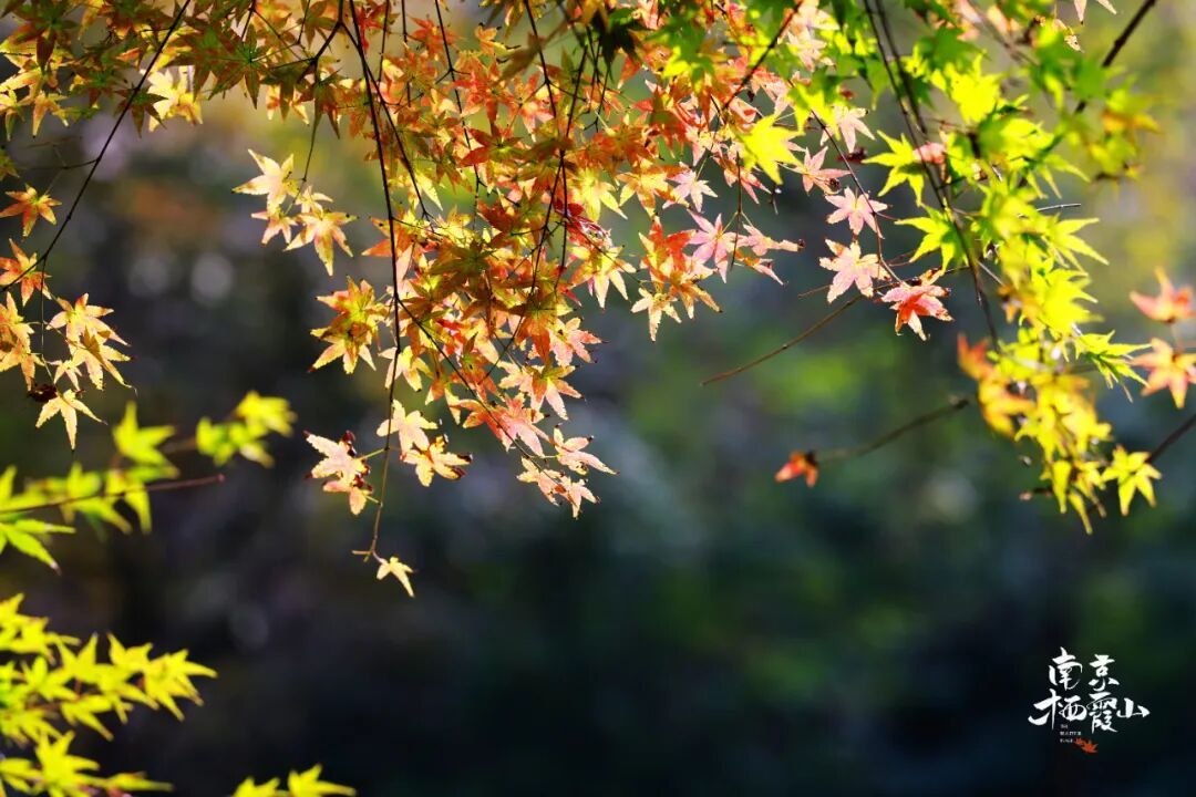 南京栖霞山,红成什么样了? 南京栖霞山,红成什么样了?