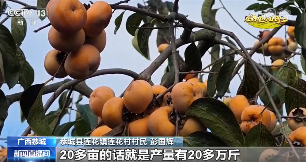 农文旅融合激活新活力、铺就致富路 特色产业成为乡村振兴“甜蜜产业” 农文旅融合激活新活力、铺就致富路 特色产业成为乡村振兴“甜蜜产业”