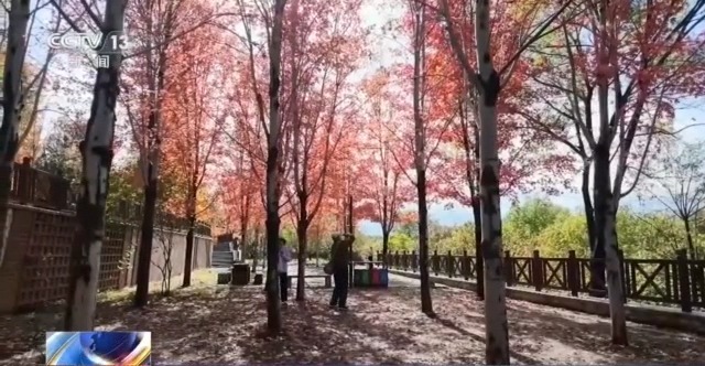 落叶缓扫留住秋韵 北京推出这些赏秋点位