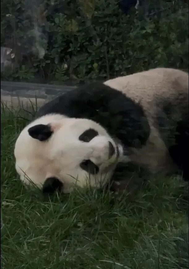 北京动物园回应大熊猫“萌兰”身体状况:多次呼唤动物未响应,已诊断评估 北京动物园回应大熊猫“萌兰”身体状况:多次呼唤动物未响应,已诊断评估
