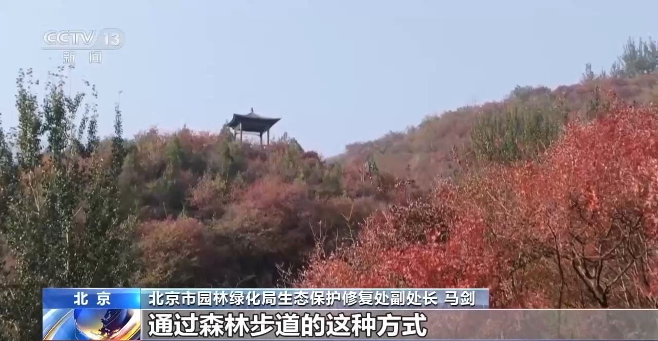 落叶缓扫留住秋韵 北京推出这些赏秋点位