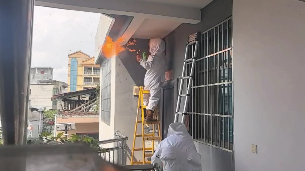 贵州一村民家门口现巨型马蜂窝,如同两个篮球,住户吓得不敢出门,消防员出手了! 贵州一村民家门口现巨型马蜂窝,如同两个篮球,住户吓得不敢出门,消防员出手了!