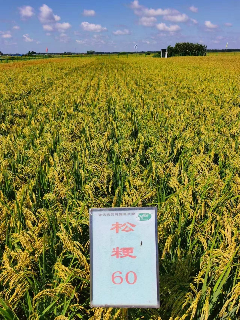 五常大米出新品种了！好在哪儿？
