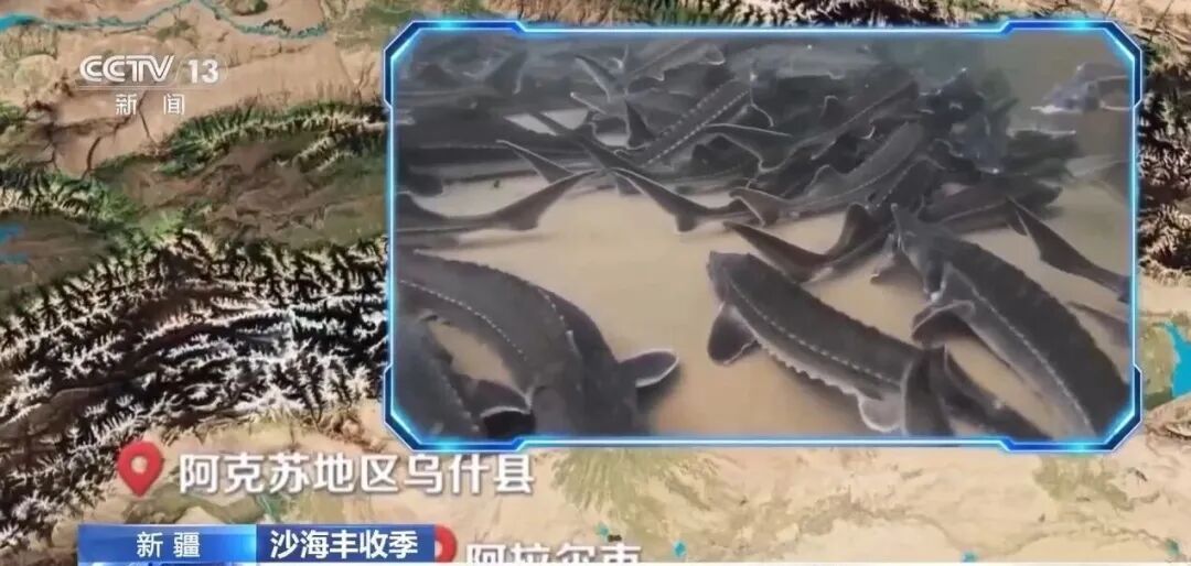 沙漠里养的生蚝，丰收啦！