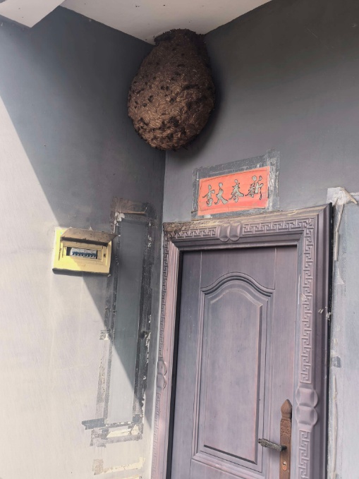 贵州一村民家门口现巨型马蜂窝,如同两个篮球,住户吓得不敢出门,消防员出手了! 贵州一村民家门口现巨型马蜂窝,如同两个篮球,住户吓得不敢出门,消防员出手了!