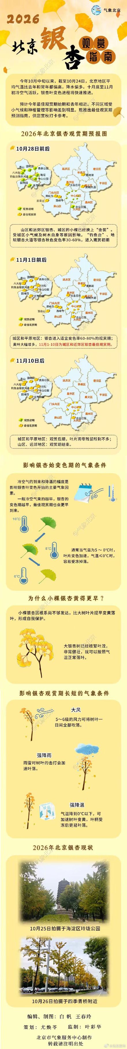 2026北京银杏观赏指南