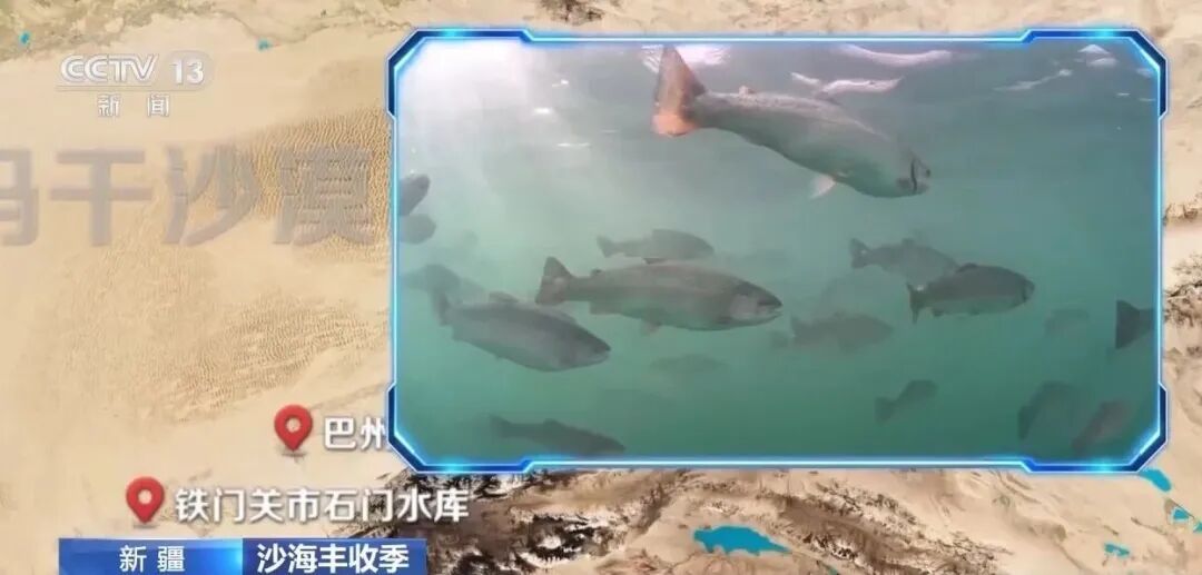 沙漠里养的生蚝，丰收啦！