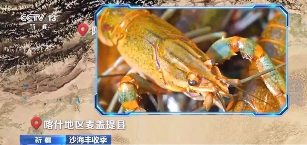 沙漠里养的生蚝，丰收啦！