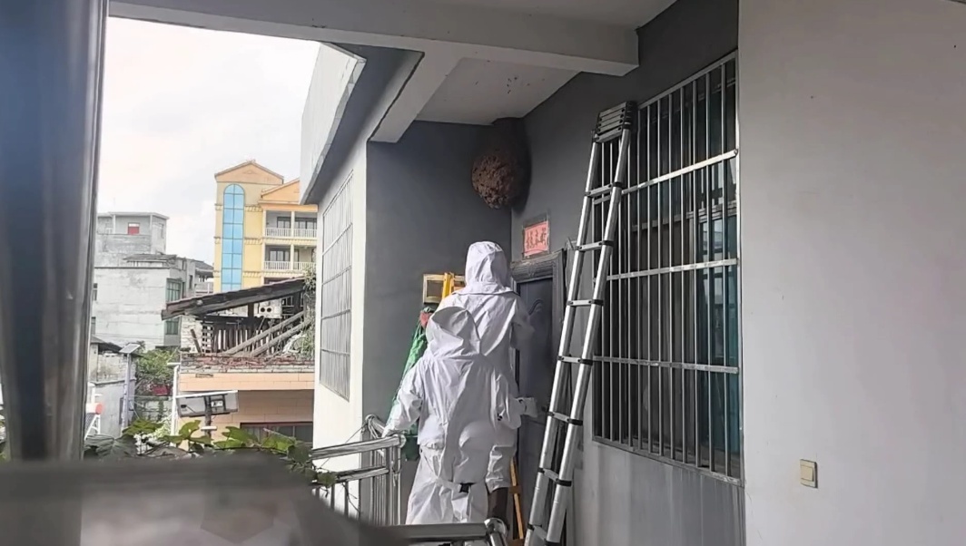 贵州一村民家门口现巨型马蜂窝,如同两个篮球,住户吓得不敢出门,消防员出手了! 贵州一村民家门口现巨型马蜂窝,如同两个篮球,住户吓得不敢出门,消防员出手了!