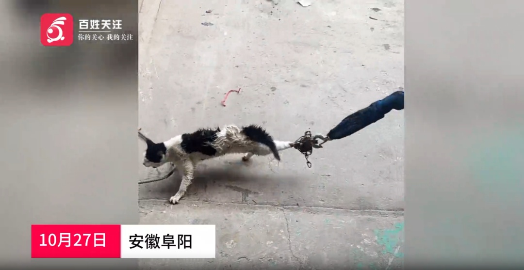 流浪猫被老鼠夹夹住,躲进车底无法脱身,修车师傅发现救出 流浪猫被老鼠夹夹住,躲进车底无法脱身,修车师傅发现救出