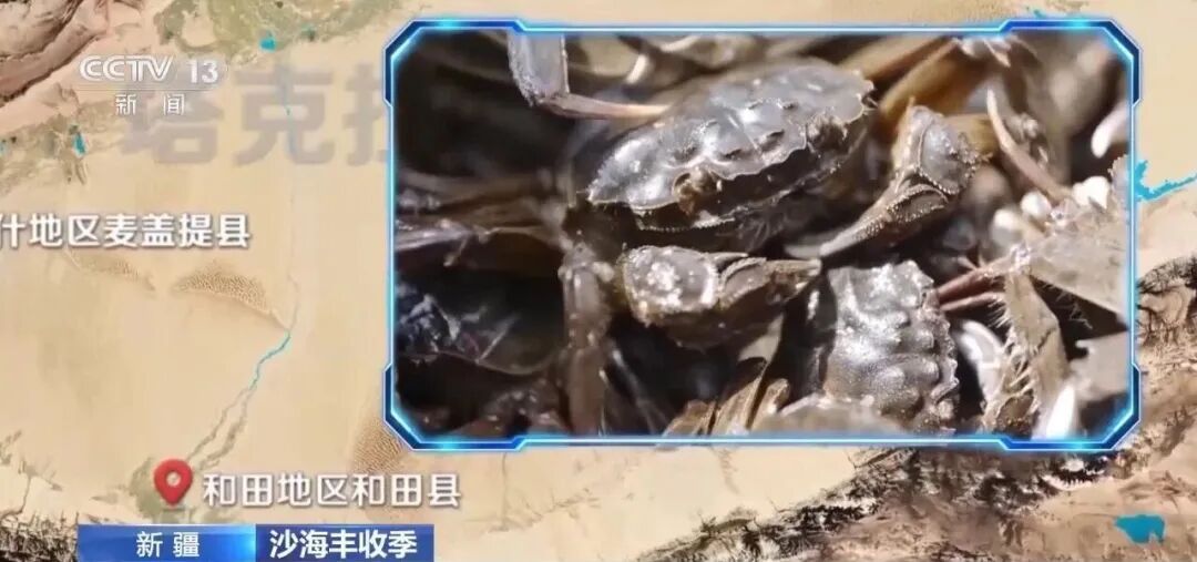 沙漠里养的生蚝，丰收啦！