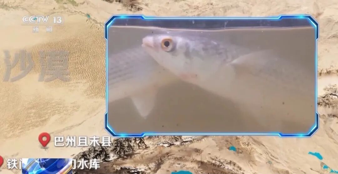 沙漠里养的生蚝，丰收啦！