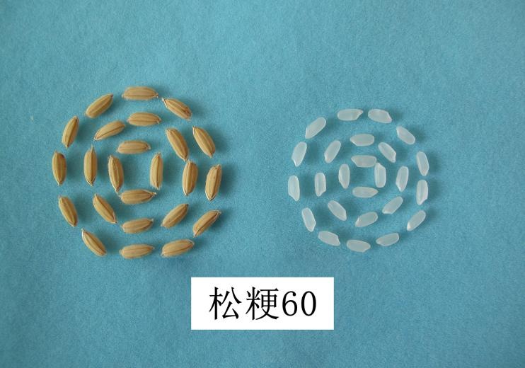 五常大米出新品种了！好在哪儿？