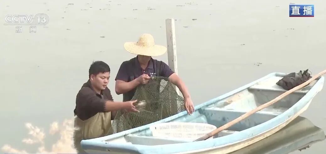 沙漠里养的生蚝，丰收啦！