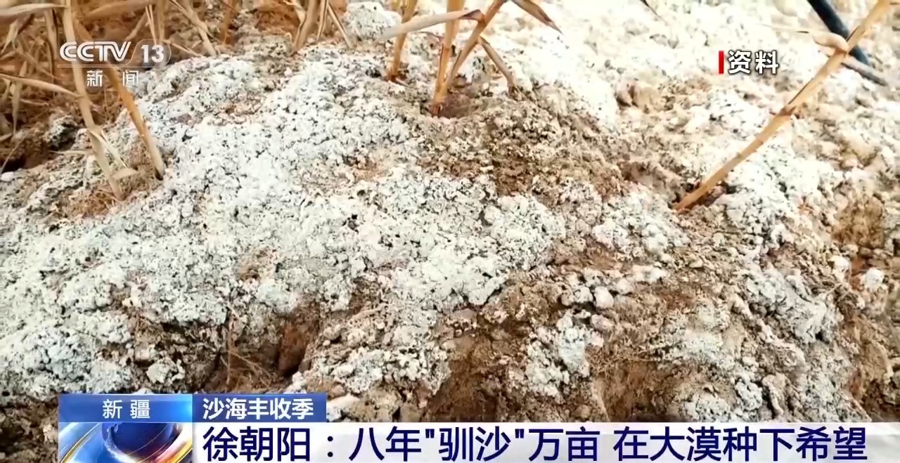 锁边“合龙”不是终点 塔克拉玛干沙漠边缘还在不断变绿