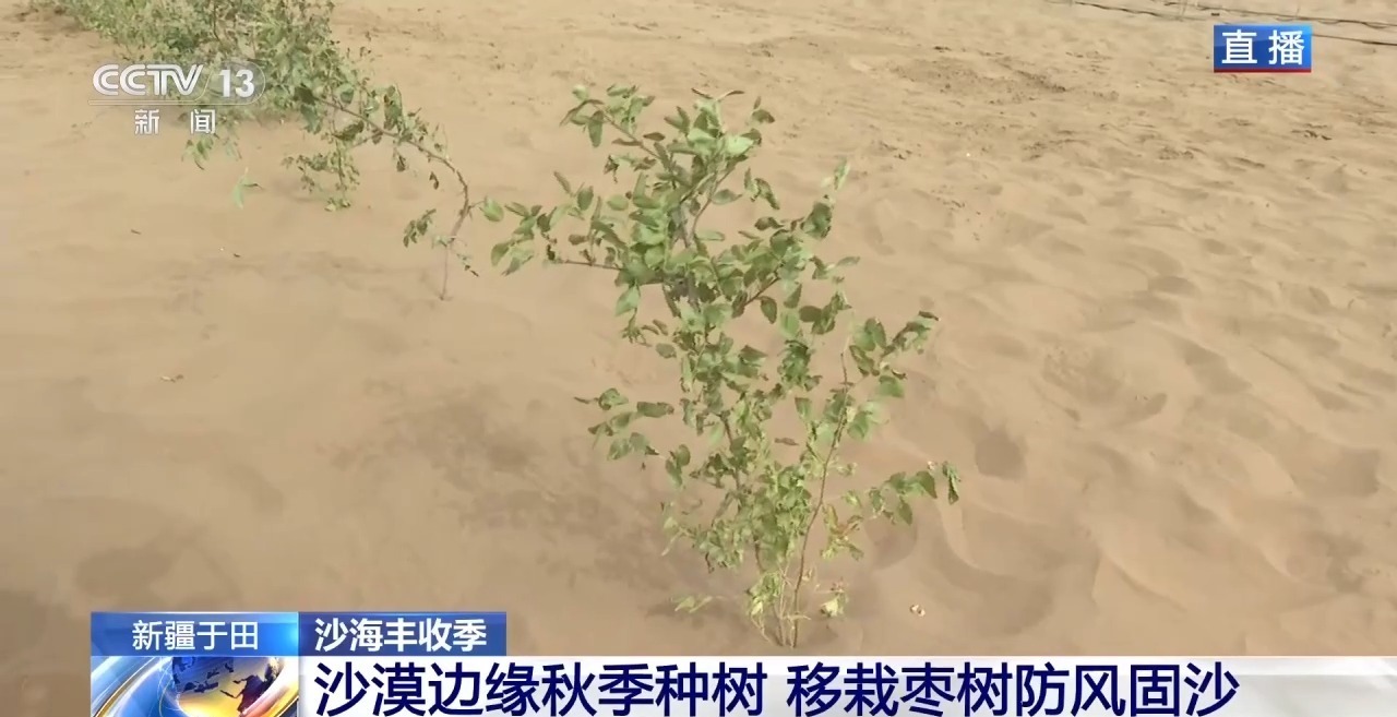 锁边“合龙”不是终点 塔克拉玛干沙漠边缘还在不断变绿