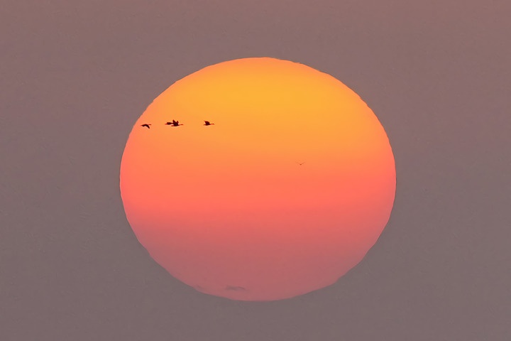 太震撼！“北冥有鱼”，竟然是真的