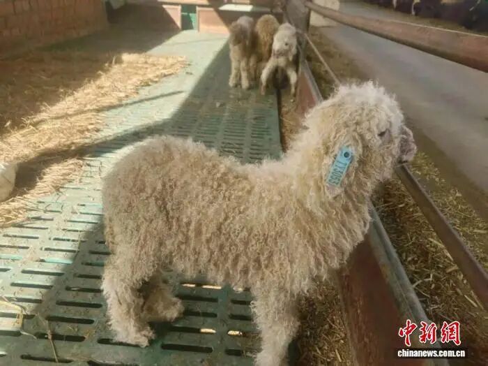 宁夏新添5只携带多胎基因克隆滩羊 宁夏新添5只携带多胎基因克隆滩羊