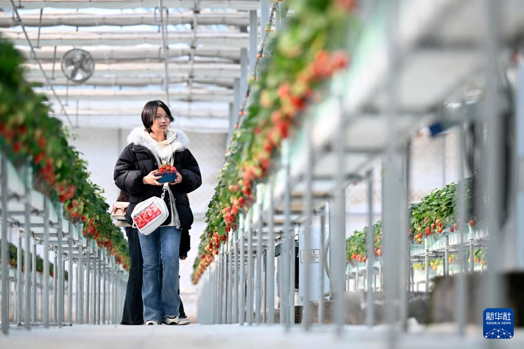 草莓飘香 采摘正当时