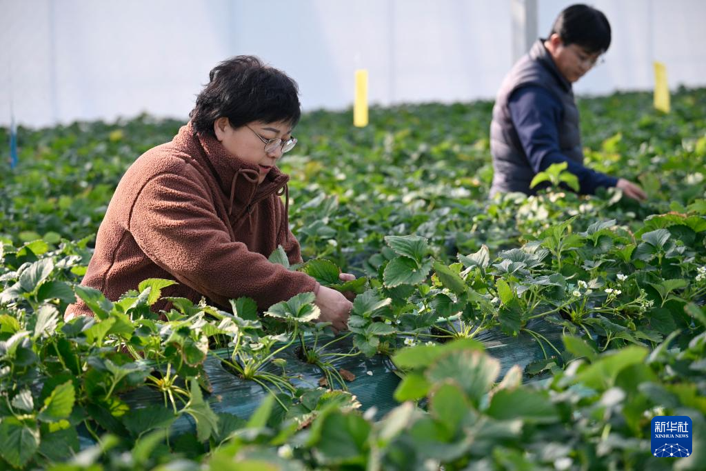 草莓飘香 采摘正当时