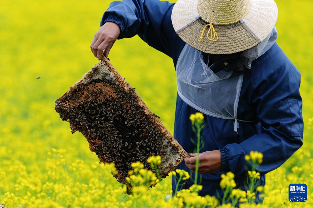 图片故事丨追花人家 甜在田间