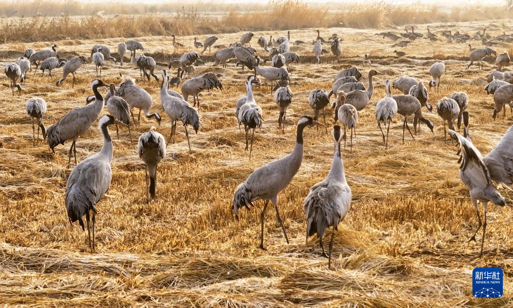 保护黄河湿地 守护候鸟家园