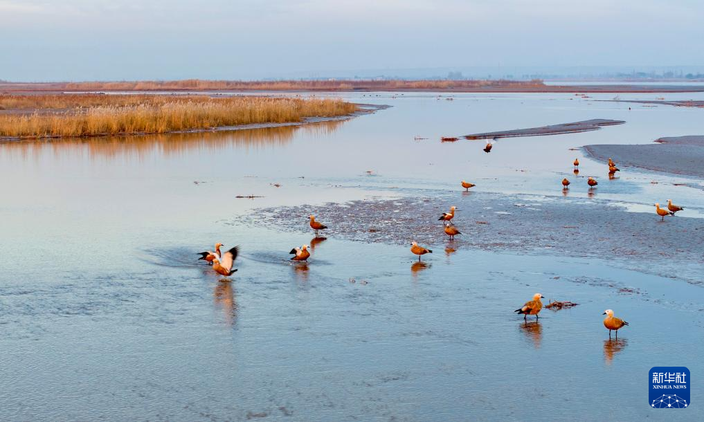 保护黄河湿地 守护候鸟家园