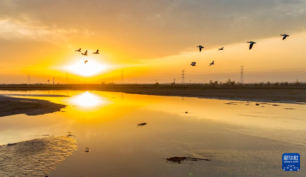 保护黄河湿地 守护候鸟家园