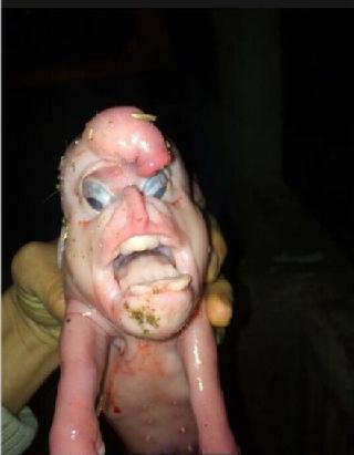 伊朗巨鼠_食人巨鼠_伊朗帅哥