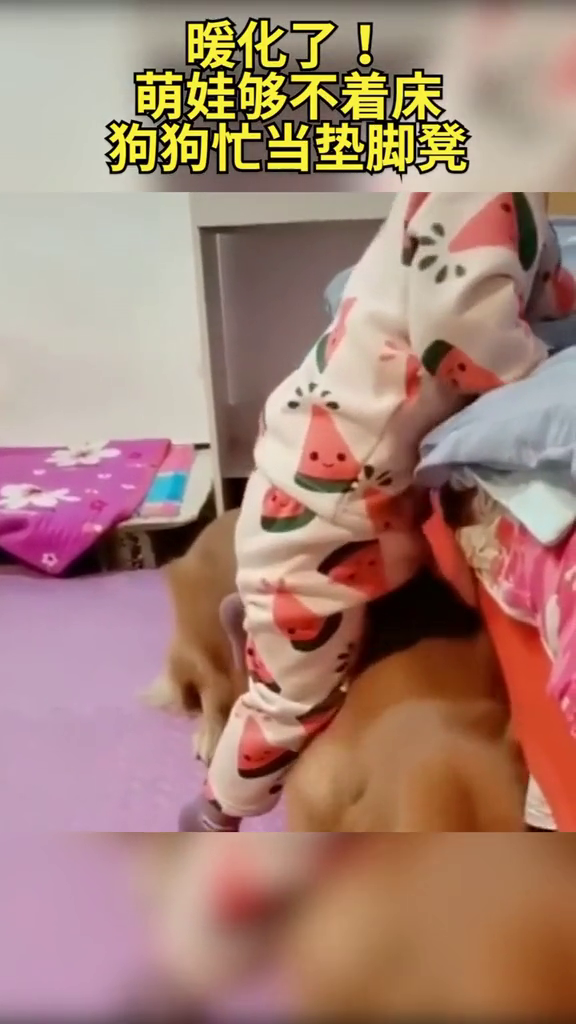暖化了！萌娃够不着床，狗狗忙当垫脚凳