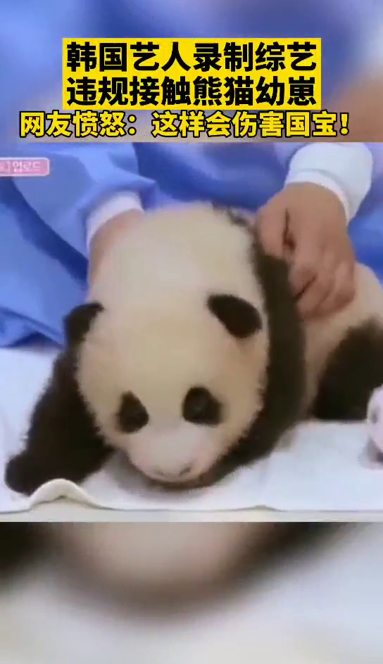 带妆拥抱、抚摸，韩国艺人违规接触大熊猫幼崽，国内网友怒了！