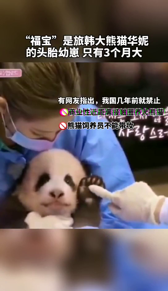 带妆拥抱、抚摸，韩国艺人违规接触大熊猫幼崽，国内网友怒了！