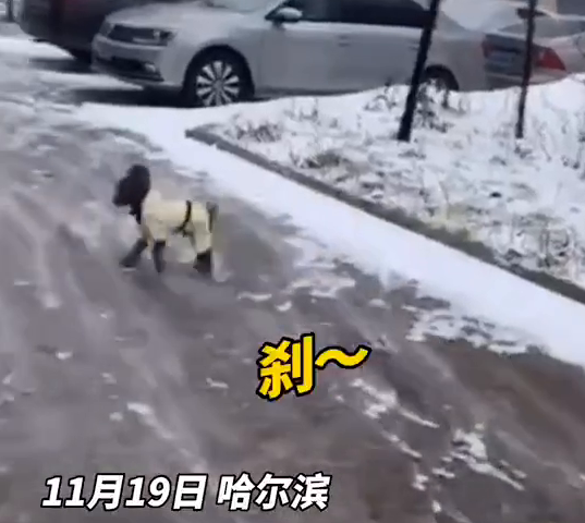 铲屎的，还不赶快来拉我一把！路面结冰狗子刹不住车