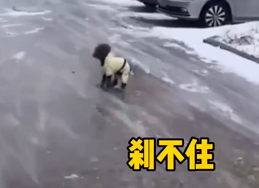 铲屎的，还不赶快来拉我一把！路面结冰狗子刹不住车