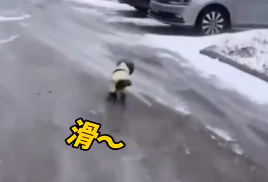 铲屎的，还不赶快来拉我一把！路面结冰狗子刹不住车