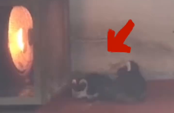 成都动物园企鹅烤火 网友:这是非洲企鹅? 成都动物园企鹅烤火 网友:这是非洲企鹅?