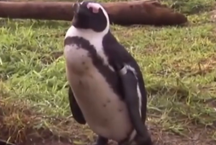 成都动物园企鹅烤火 网友:这是非洲企鹅? 成都动物园企鹅烤火 网友:这是非洲企鹅?