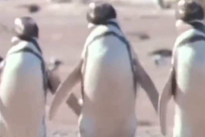 成都动物园企鹅烤火 网友:这是非洲企鹅? 成都动物园企鹅烤火 网友:这是非洲企鹅?