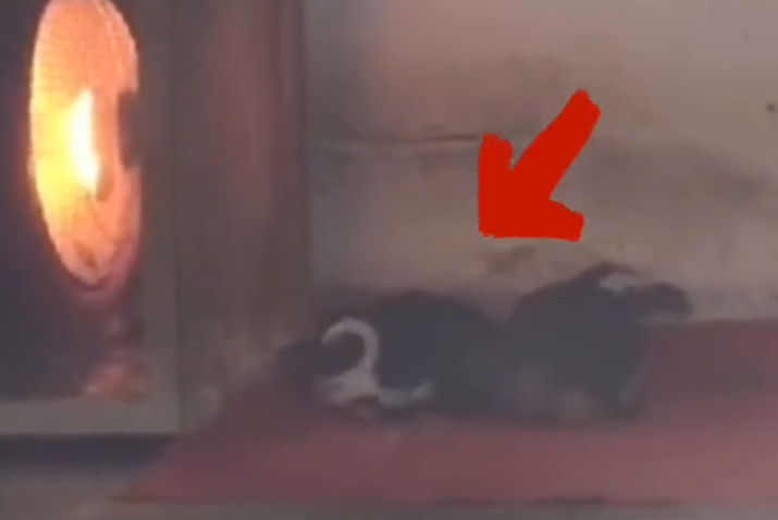 成都动物园企鹅烤火 网友:这是非洲企鹅? 成都动物园企鹅烤火 网友:这是非洲企鹅?