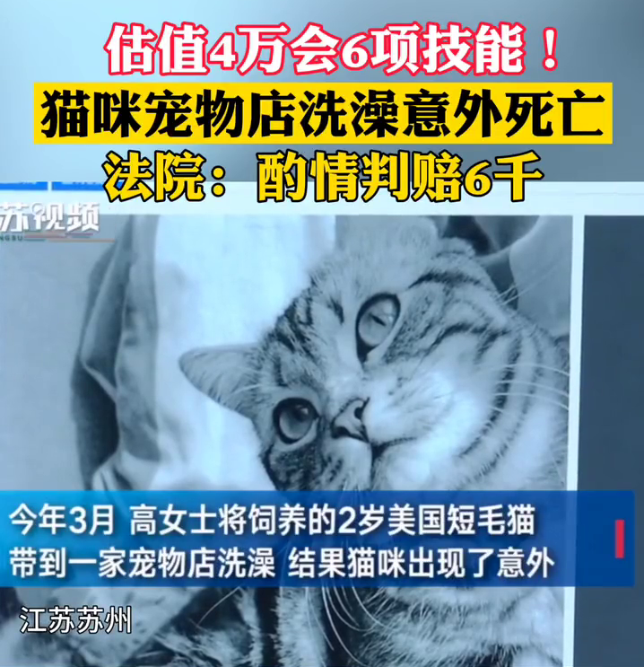 估值4万会6项技能！猫咪宠物店洗澡意外死亡 法院判赔6000元