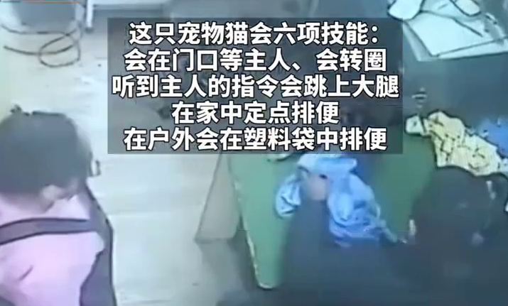 估值4万会6项技能！猫咪宠物店洗澡意外死亡 法院判赔6000元