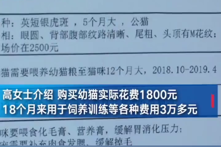 估值4万会6项技能！猫咪宠物店洗澡意外死亡 法院判赔6000元
