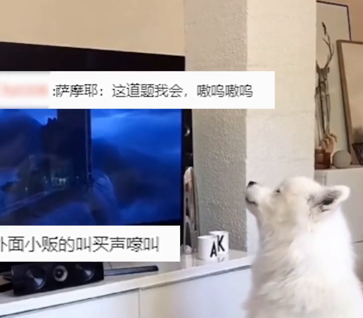 狗狗看动画片时跟着学狼叫 网友调侃:不想当狼的狗不是好狗 狗狗看动画片时跟着学狼叫 网友调侃:不想当狼的狗不是好狗