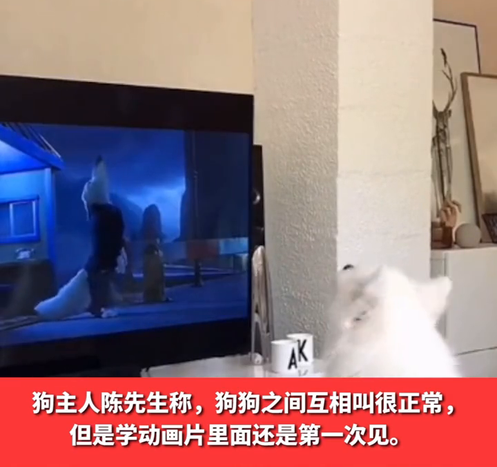 狗狗看动画片时跟着学狼叫 网友调侃:不想当狼的狗不是好狗 狗狗看动画片时跟着学狼叫 网友调侃:不想当狼的狗不是好狗