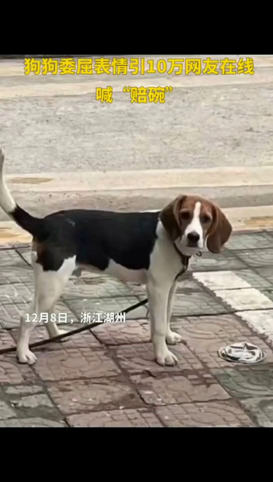 男子停车压扁狗子饭碗，狗狗委屈表情引10万网友在线喊“赔碗”