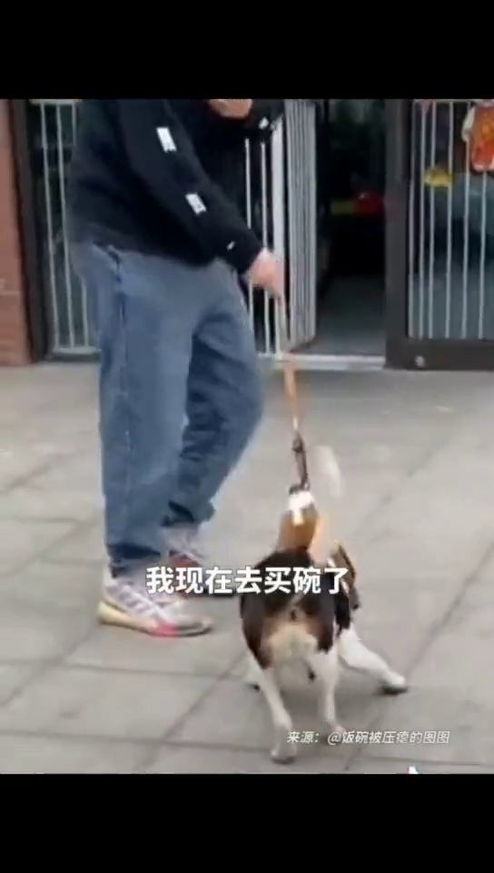 男子停车压扁狗子饭碗，狗狗委屈表情引10万网友在线喊“赔碗”