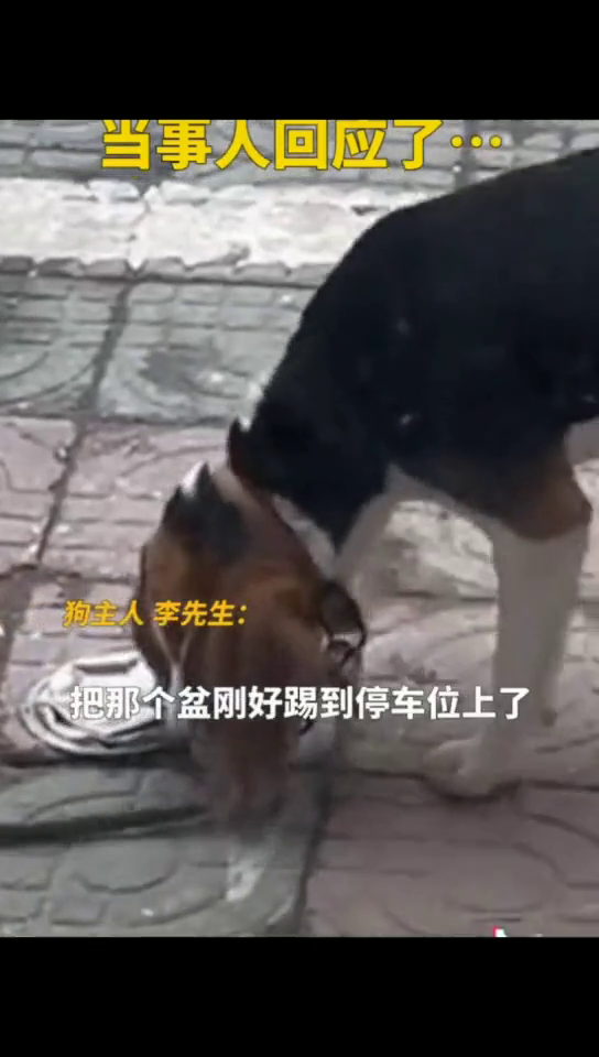 男子停车压扁狗子饭碗，狗狗委屈表情引10万网友在线喊“赔碗”